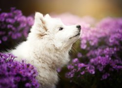 Pies, Szczeniak, Samojed, Fioletowy, Kwiat