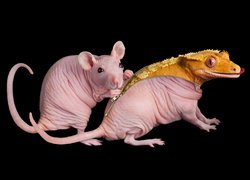 Szczur i gekon orzęsiony