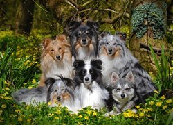 Sześć psów pośród leśnych kwiatów