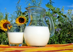 Szklanka i dzbanek z mlekiem na tle słoneczników w ogrodzie