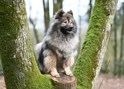 Pies, Szpic eurasier, Drzewo