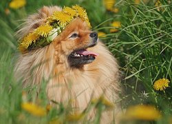 Pies, Szpic miniaturowy, Wianek, Kwiaty, Mniszki, Trawa