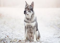 Pies, Szwedzki elkhund, Liście, Śnieg, Rozmyte, Tło