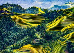 Tarasy rolne w prowincji Mu Cang Chai Hill w Wietnamie