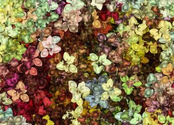 Tekstura z kolorowymi kwiatami