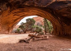 Navajo Arch, Skały, Drzewa, Park Narodowy Arches, Stan Utah, Stany Zjednoczone