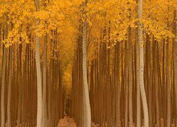 Jesień, Las, Drzewa, Topole osikowe, Żółte, Liście, Droga