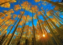 Topole osikowe w Parku Narodowym Gór Skalistych w Kolorado jesienią