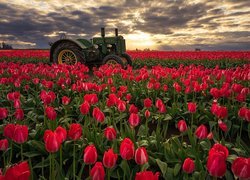 Pole, Tulipany, Traktor, Wschód słońca, Hrabstwo Clackamas, Stan Oregon, Stany Zjednoczone