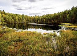 Staw, Trawa, Drzewa, Las, Chmury, Park Narodowy Sipoonkorpi, Finlandia
