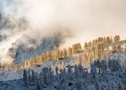 Słowenia, Triglavski Park Narodowy, Zima, Śnieg, Góry, Mgła, Drzewa
