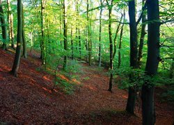 Polska, Gdańsk, Trójmiejski Park Krajobrazowy, Las Oliwski, Przyroda, Drzewa, Rośliny, Zieleń