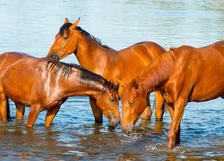 Trzy konie w wodzie