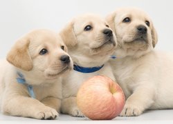 Trzy labradory retrievery z jabłkiem