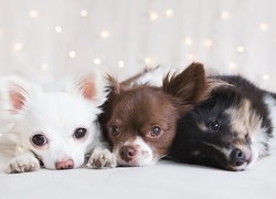 Psy, Trzy, Chihuahua