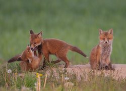 Trzy młode liski