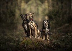 Trzy psy w lesie
