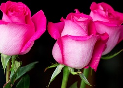 Trzy różowe róże na ciemnym tle