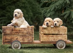 Trzy szczeniaki golden retriever w drewnianym pojeździe
