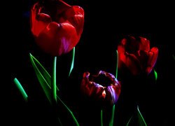 Trzy tulipany na ciemnym tle