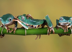 Trzy zielone żabki na pędzie bambusa