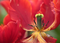 Tulipan z widocznymi pręcikami