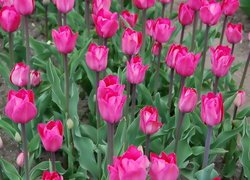 Ciemnoróżowe, Kwiaty, Tulipany