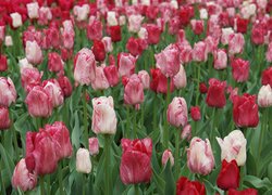 Kolorowe, Tulipany, Czerwono-białe, Biało-czerwone