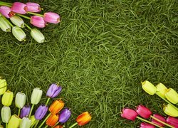 Tulipany na trawie
