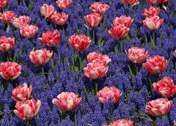 Tulipany pośród szafirków