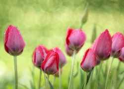 Tulipany, Krople, Deszcz
