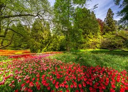 Wiosna, Park, Ogród, Drzewa, Gałęzie, Kwiaty, Kolorowe, Tulipany, Badenia-Wirtembergia, Wyspa Mainau, Niemcy