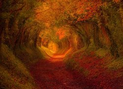 Las, Droga, Tunel, Drzewa, Jesień