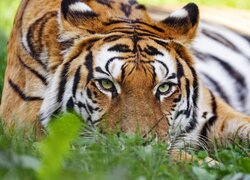 Tygrys leżący na trawie