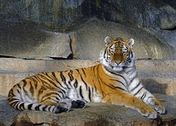 Tygrys na skałach