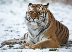 Leżący, Tygrys, Zima, Śnieg