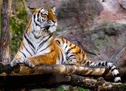 Tygrys na swoim leśnym fotelu