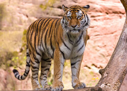 Tygrys azjatycki, Spojrzenie