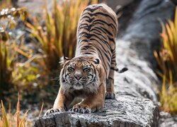 Tygrys przeciągający się na skale