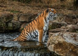 Tygrys siedzący w wodzie