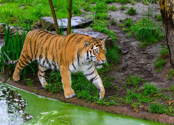 Tygrys spacerujący nad wodą