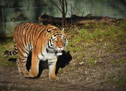 Tygrys syberyjski na spacerze