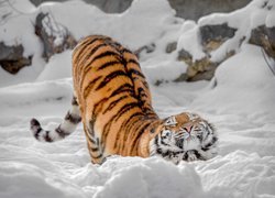 Tygrys, Zamknięte, Oczy, Zima, Śnieg