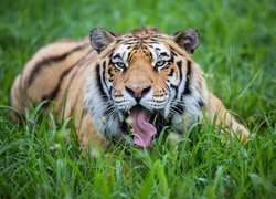 Tygrys z otwartą paszczą w trawie