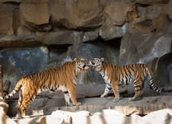 Tygrysy witają się na skałach