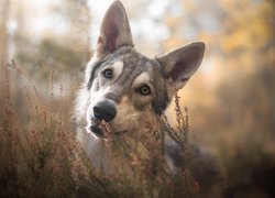 Urocze spojrzenie wilczaka czechosłowackiego