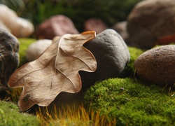 Uschnięty liść na kamieniach