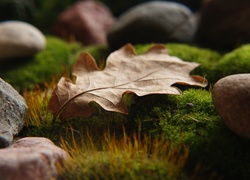 Uschnięty liść na mchu wśród kamieni