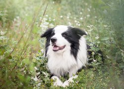 Pies, Border collie, Łąka, Rośliny