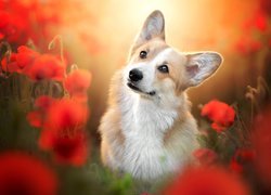 Pies, Welsh corgi pembroke, Kwiaty, Maki